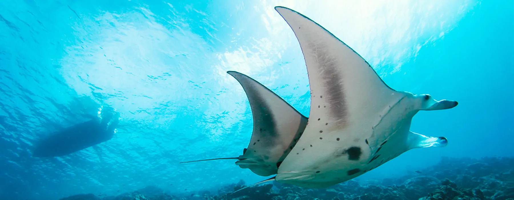 wo Mantarochen tanzen
