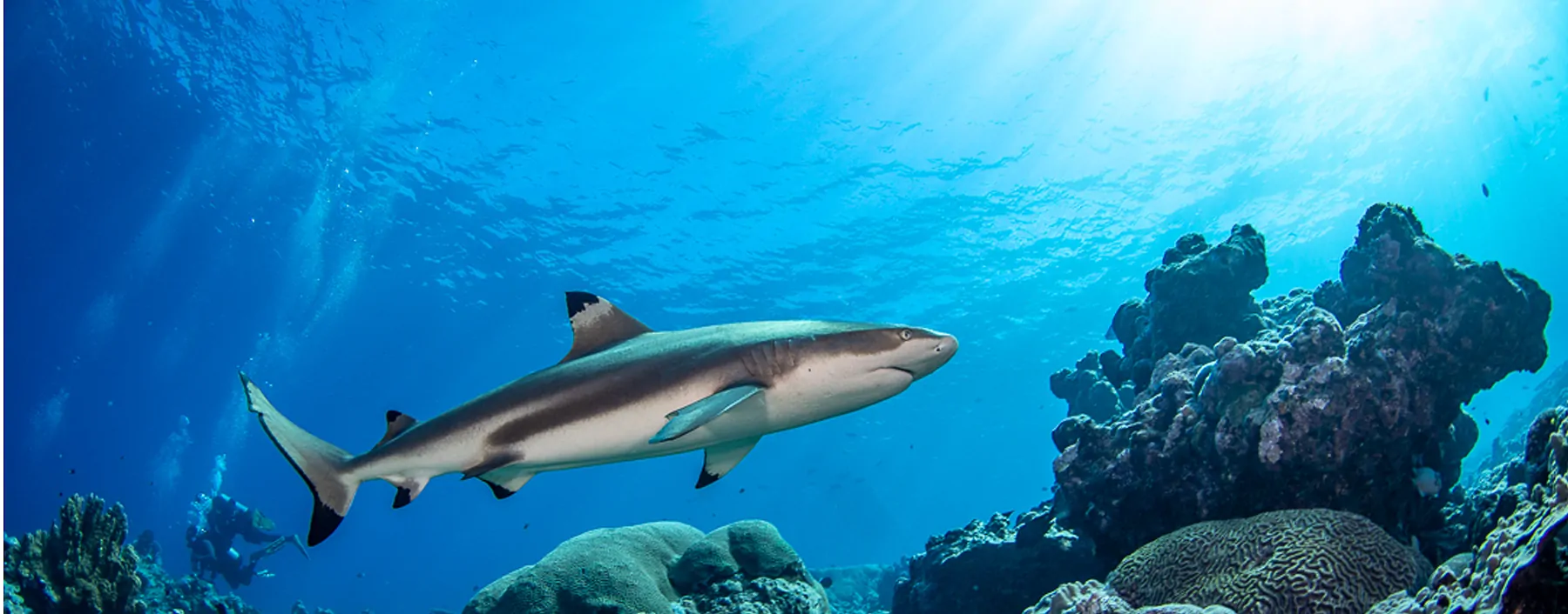 wo Mantarochen tanzen