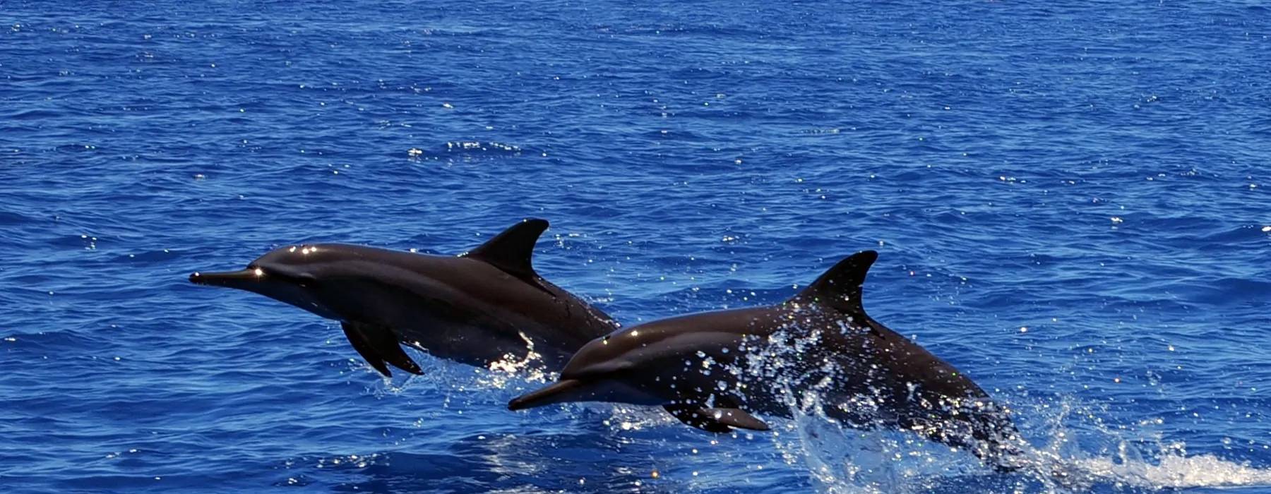 wo Mantarochen tanzen