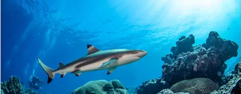 wo Mantarochen tanzen