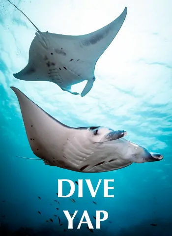 plongée en apnée avec les raies manta