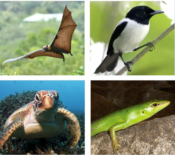 faune sélectionnée de Yap Micronésie