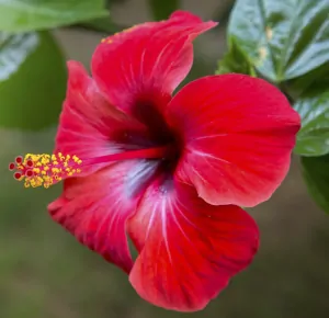 fleur d'hibiscus à Yap en Micronésie