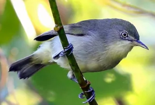 メジロ固有鳥類 ヤップ ミクロネシア