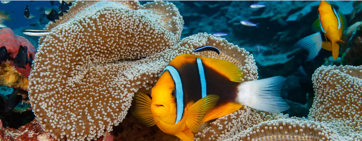 where manta rays dance