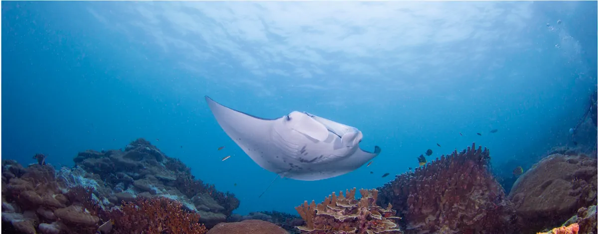 where manta rays dance