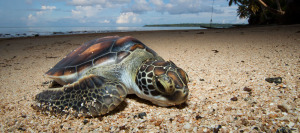 baby turtle on yap beach