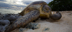 Nesting green turtle on beach