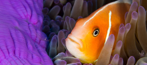 yap anemone fish