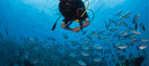 diving yap mil channel fish school