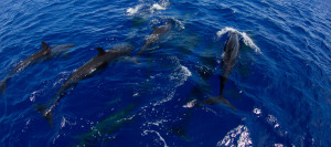 Pod of pilot whales in Yap Micronesia