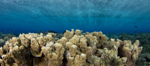 Reef Scene Mil Channel Yap Micronesia