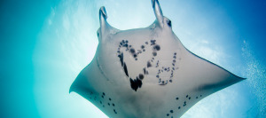 yap manta ray conservation
