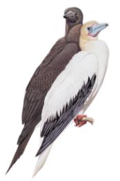 redFootedBooby