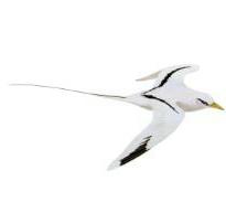 whiteTailedTropicbird