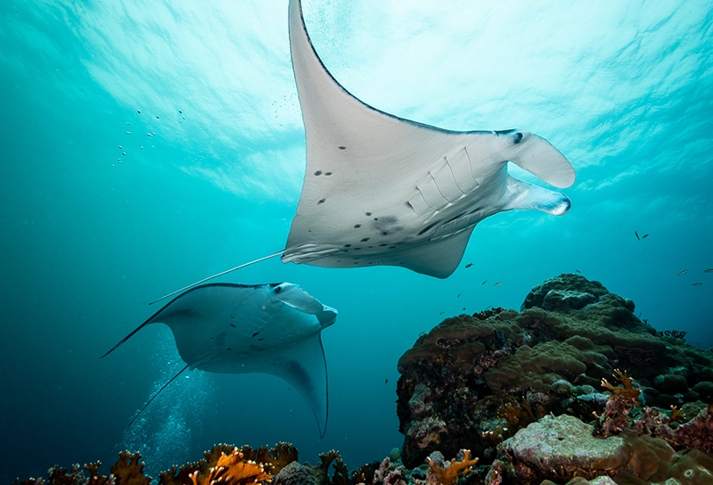 Yap’s pristine protected Marine Life