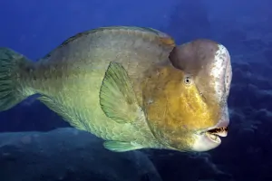 Buena Vista dive site Yap Micronesia